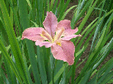 ｉｒｉｓ