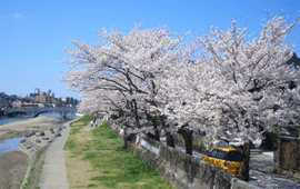 ｓａｋｕｒａ